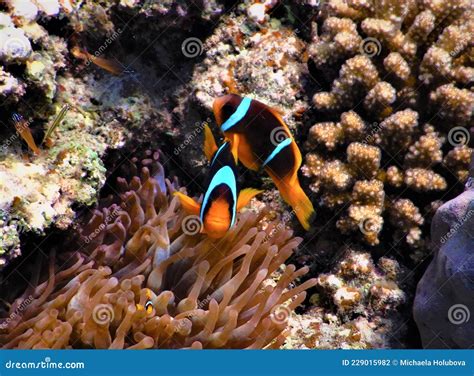 Red Sea Clownfish with Baby Fish by the Coral Reef in Red Sea Egypt ...