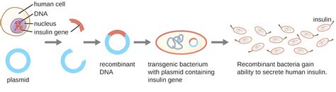 Plasmid Dna Transformation