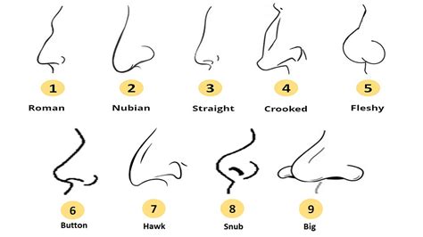 Nose Types Chart