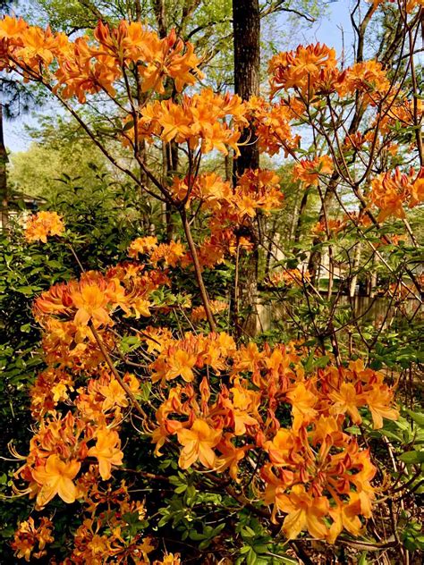 Plant Native Azaleas This Year | Southern Living