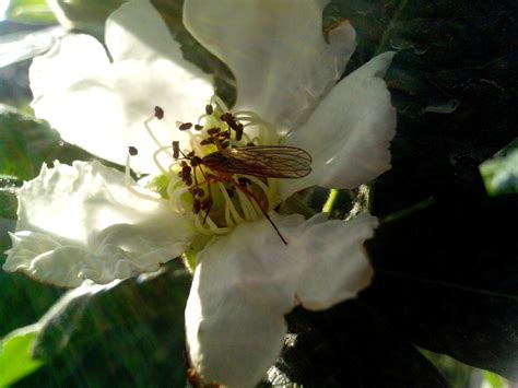 Free picture: medlar, flower, small, insect