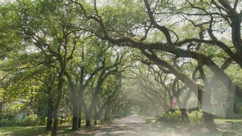 "Beautiful Drive Through Tree Tunnel" by Stocksy Contributor "Maryanne Gobble" - Stocksy