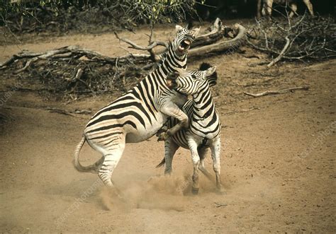 Fighting zebras - Stock Image - Z943/0041 - Science Photo Library