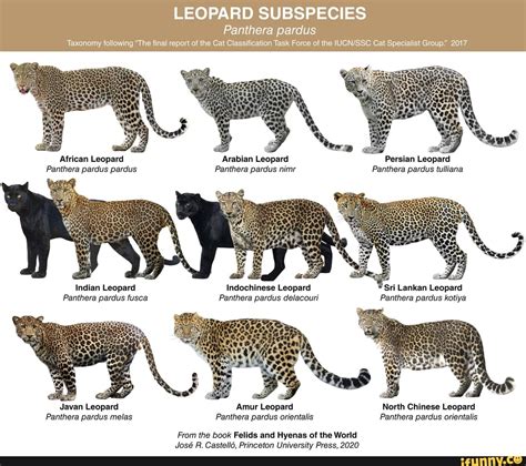 LEOPARD SUBSPECIES Panthera pardus Taxonomy following "The final report ...