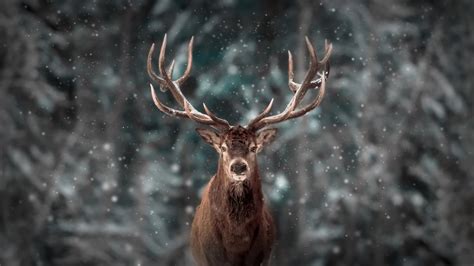 Download Animal Deer HD Wallpaper