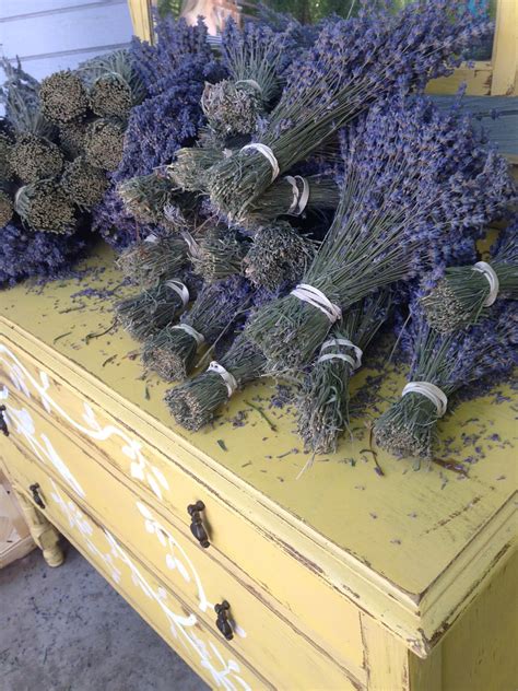 The Verbena Cottage: Lavender Heaven in California: Lavender Hollow Farm