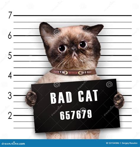 Bad Cat. Stock Photo - Image: 53154386