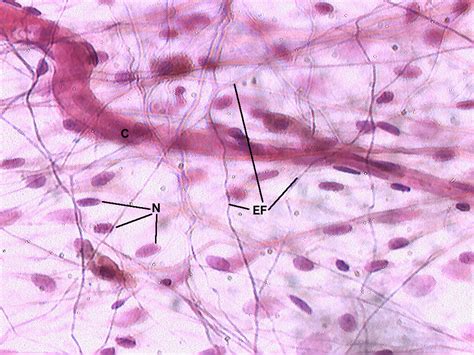 Lab 3 Connective tissue | Histology