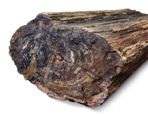 A LARGE PETRIFIED WOOD LOG | Natural History; Including Fossils, Minerals, & Meteorites | 2020 ...