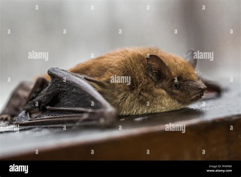 Brown bat hi-res stock photography and images - Alamy