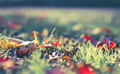 Fall Foliage 2 Mac Wallpaper Download | AllMacWallpaper