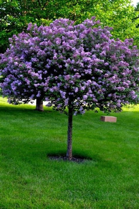 Belles naines arbres lilas pour votre jardin in 2020 | Easy landscaping, Front yard landscaping ...