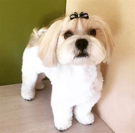 18 Best Lhasa Apso Haircuts for Dog Lovers | Page 2 of 5 | The Paws in ...