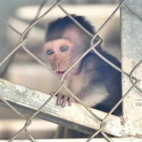 Baby monkeys die, mother monkeys cry, some stories are so sad | Baby monkeys die, mother monkeys ...