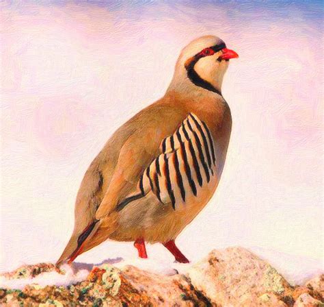 Kurdish Official Bird partridge Painting by MotionAge Designs - Fine Art America