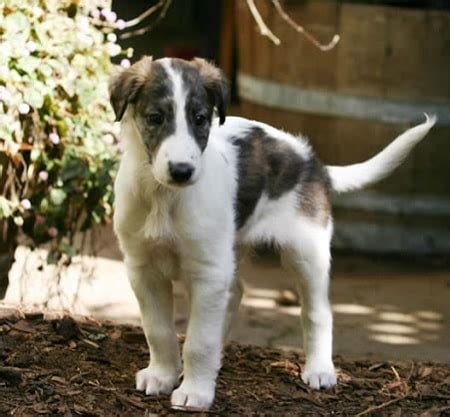 Silken Windhound Puppies - Petsyclopedia News