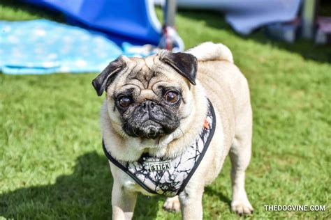 Primrose Hill Festival and Dog Show | The Dogvine