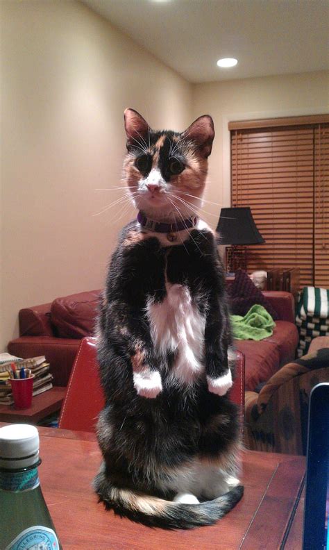 My cat heard a noise and stood up like this for about 2 minutes. - Imgur | Cat cuddle, Funny cat ...