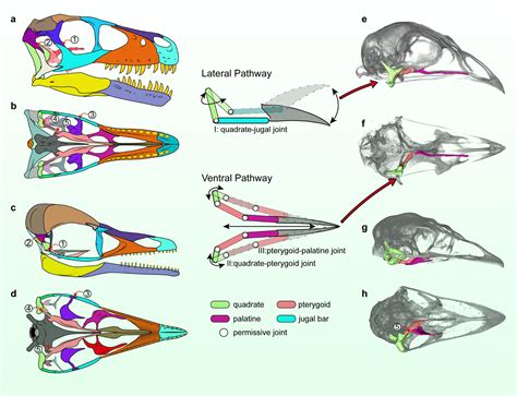 New Research Sheds More Light on Evolution of Modern Bird Skull | Sci.News