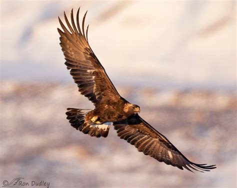 The Golden Eagle: Characteristics, Behavior and Habitat - My Animals