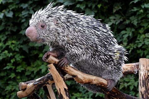 Prehensile-Tailed Porcupine | The Maryland Zoo