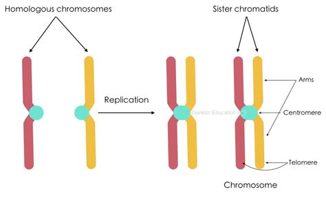 What Is The Difference Between A Chromosome And A Chromatid