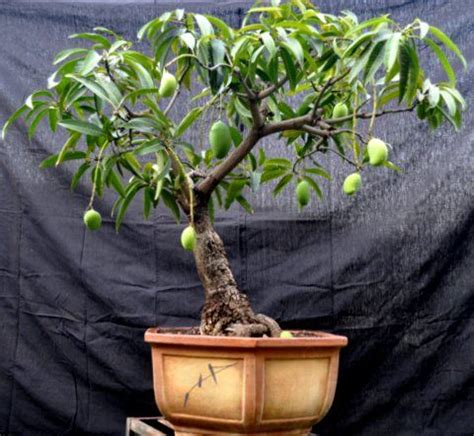 Mango bonsai - Tropical Fruits Forum - GardenWeb Mini Bonsai, Bonsai Fruit Tree, Bonsai Tree ...