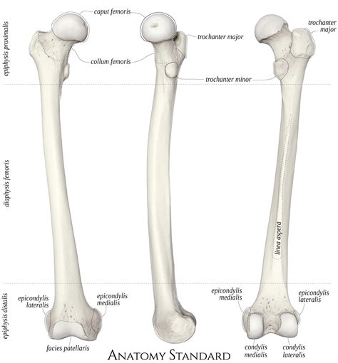 Anatomy Standard - Drawing Femur: anterior, medial and posterior view - Latin labels | AnatomyTOOL