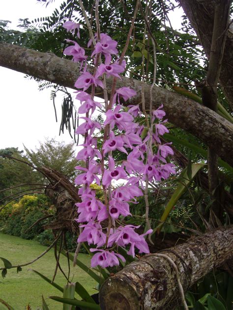 Philippines Orchids Farm | Orchid Flowers