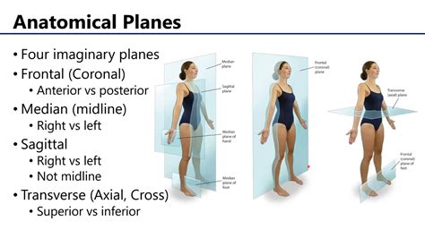 Anatomical Regions, Directions, and Planes - YouTube