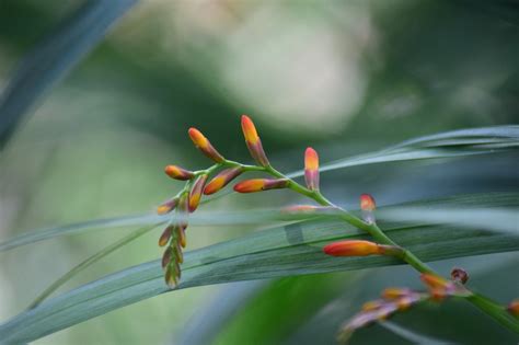 Montbretia Flowers Buds - Free photo on Pixabay - Pixabay