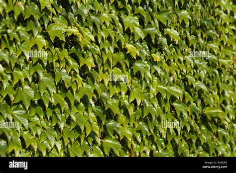 Wall of ivy leaves Stock Photo - Alamy