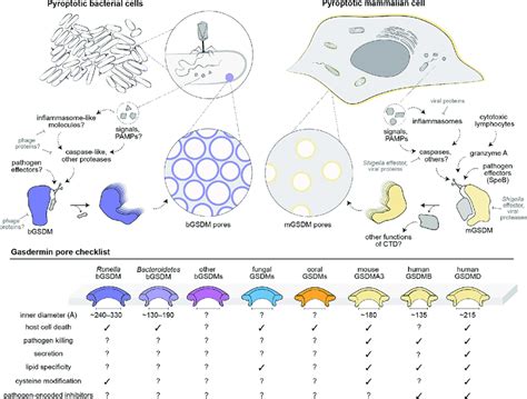 Pyroptosis across the tree of life. The top model depicts pyroptotic ...