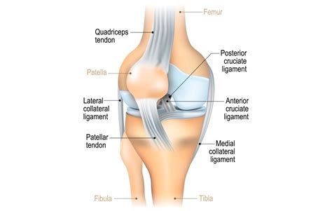 Knee Ligament Injuries: A Closer Look at ACL, MCL, PCL, and LCL Tears ...