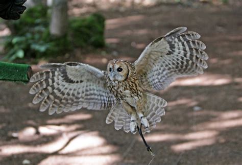 CFZ: Daily News: Wildwood owls in flight