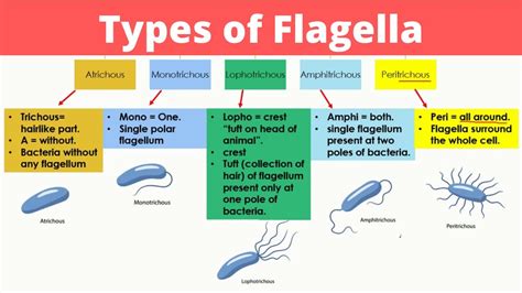 Types of Flagella | Bacterial Classification based on Flagella Arrangements | Monera Kingdom ...