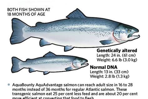 PROS AND CONS OF GENETICALLY MODIFIED FOOD PRODUCE – Eighty Strokes Of Food