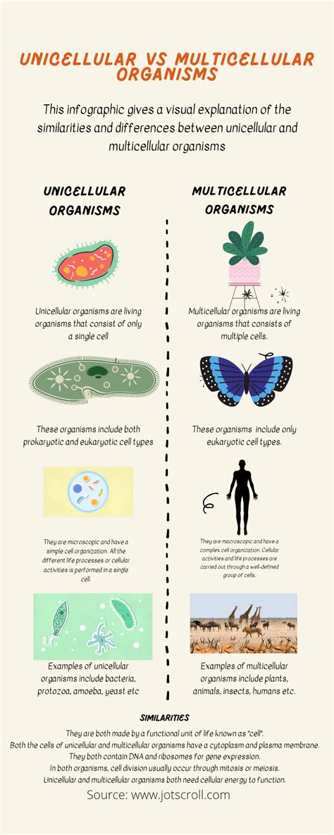 Unicellular vs multicellular differences and similarities - Jotscroll