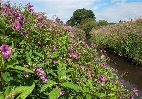 Himalayan balsam – invasive species identification — The Bonnie Gardener