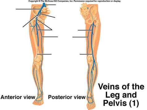 Veins of the Leg and Pelvis Diagram | Quizlet