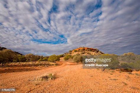 45 Gibson Desert Plants Stock Photos, High-Res Pictures, and Images ...