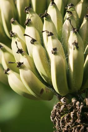 Dwarf Cavendish Banana Tree Care | Garden Guides