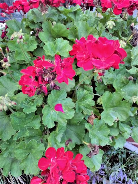 Pelargoniums in winter — BBC Gardeners' World Magazine