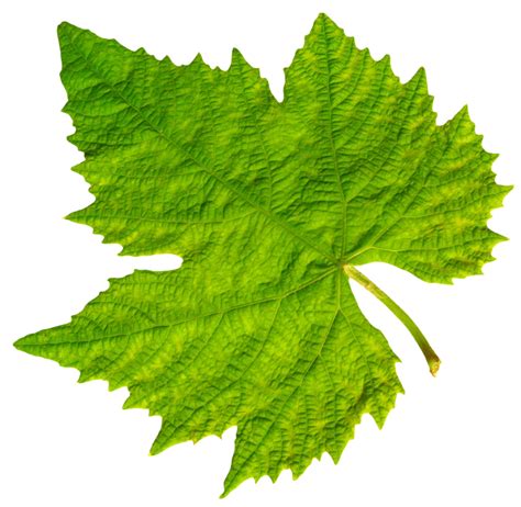 Grape Vine Leaf PNG Image - High Quality Transparent Photo