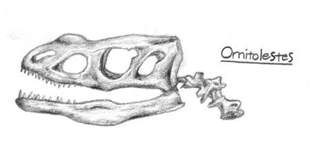 Ornitholestes - Skeleton Study by Pr1s0Ns3x on DeviantArt