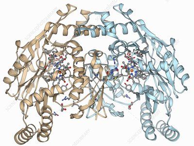 Nitric oxide synthase molecule - Stock Image - F006/9452 - Science Photo Library