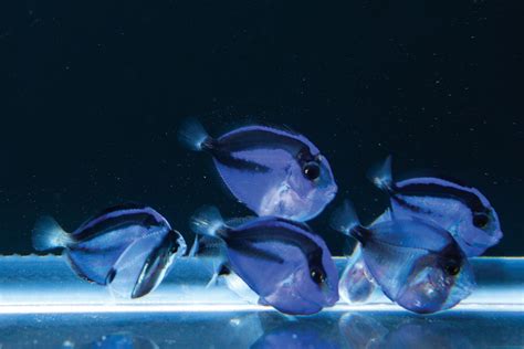 Finding Dory - Explore Magazine