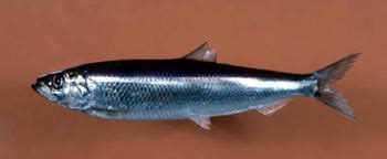 Atlantic herring - Alchetron, The Free Social Encyclopedia