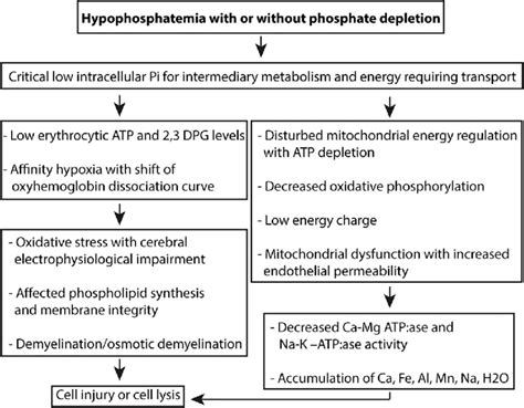 Cellular and metabolic disturbances associated with hypophosphatemia... | Download Scientific ...