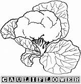 Cauliflower Printable coloring page  Download Print Or Color Online sketch template
